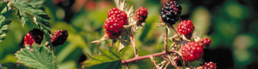 Berries at the Islands